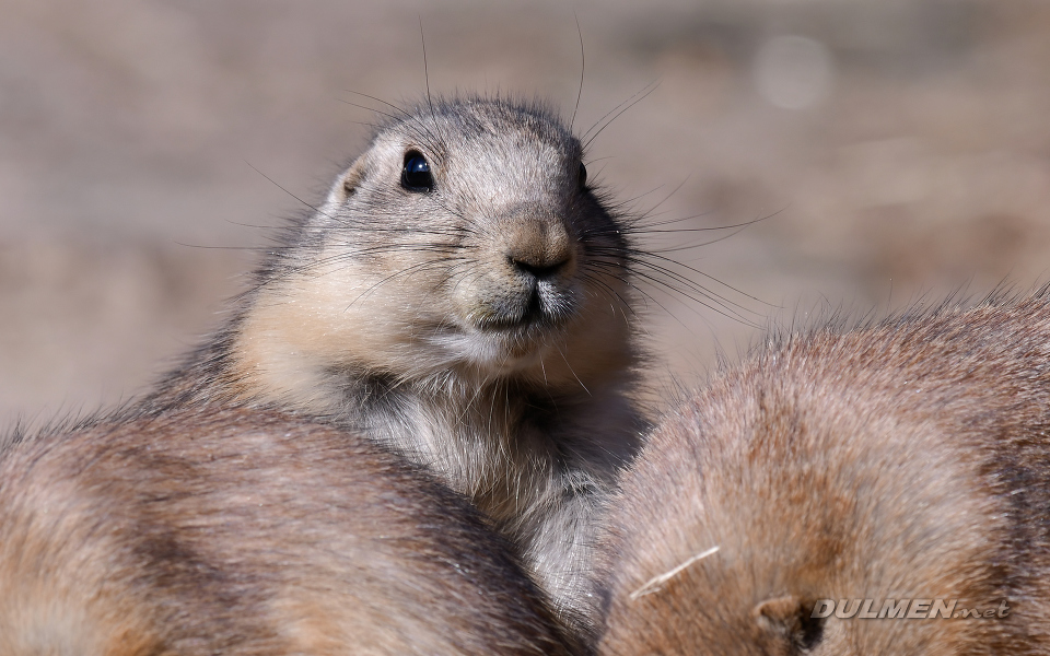 Black-tailed prairie dog (Cynomys ludovicianus)